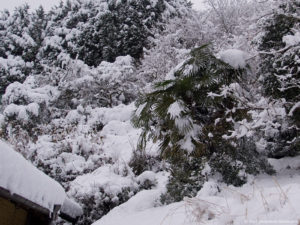 棕櫚に雪
