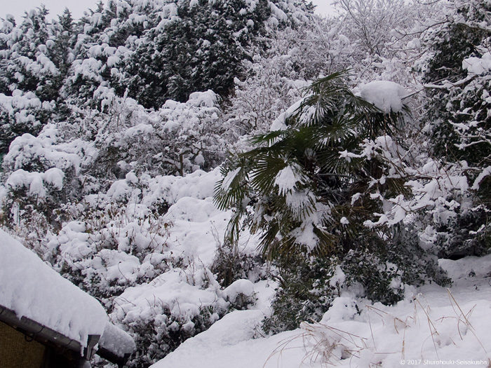 棕櫚に雪