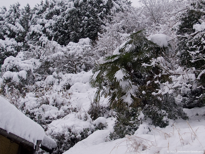 棕櫚に雪 棕櫚に雪