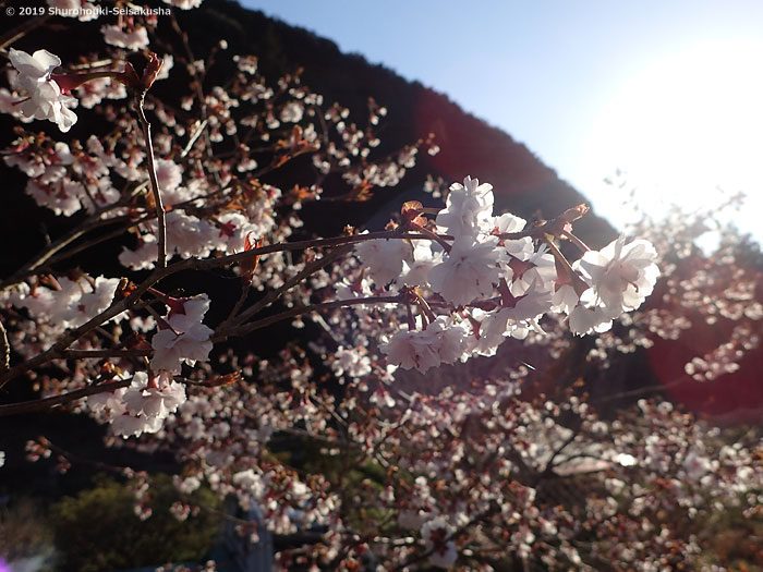 棕櫚箒工房近隣の風景 -彼岸桜