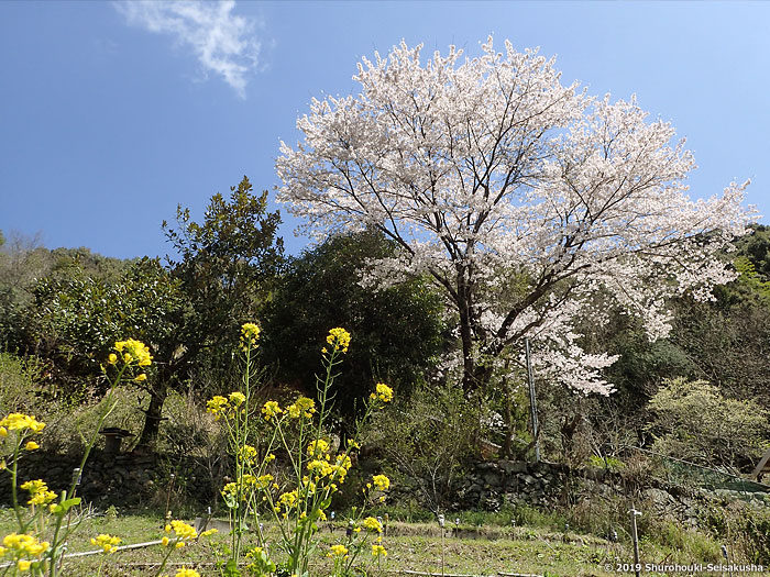 棕櫚箒工房近隣の風景 -ソメイヨシノ