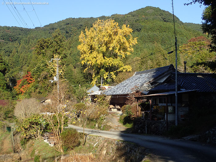 製作風景-【準備】工房と銀杏