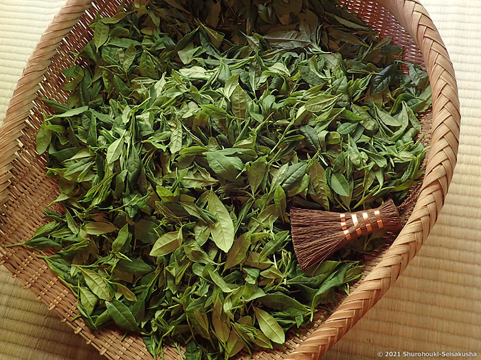 棕櫚荒神箒をお茶摘みで使う