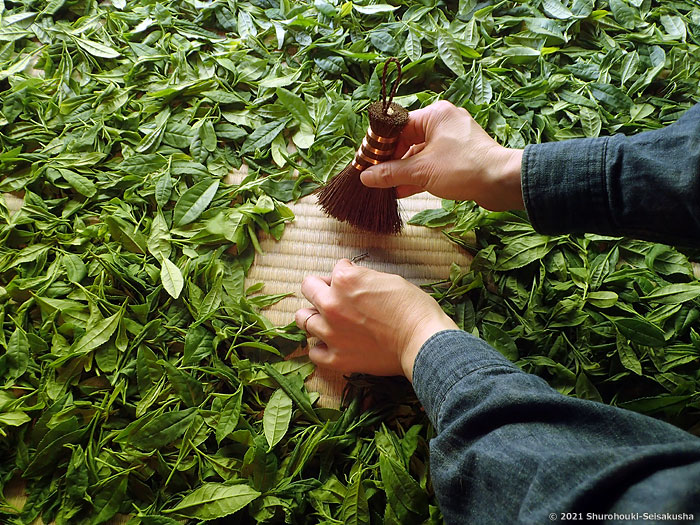 棕櫚荒神箒をお茶摘みで使う