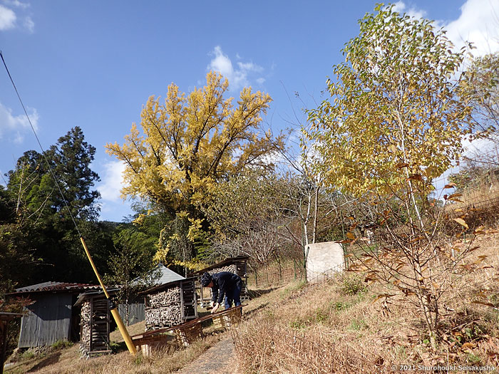 製作風景-【準備】鬼毛の毛ごしらえ