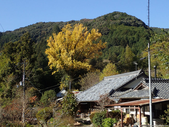 製作風景-箒工房横のお堂の銀杏の木