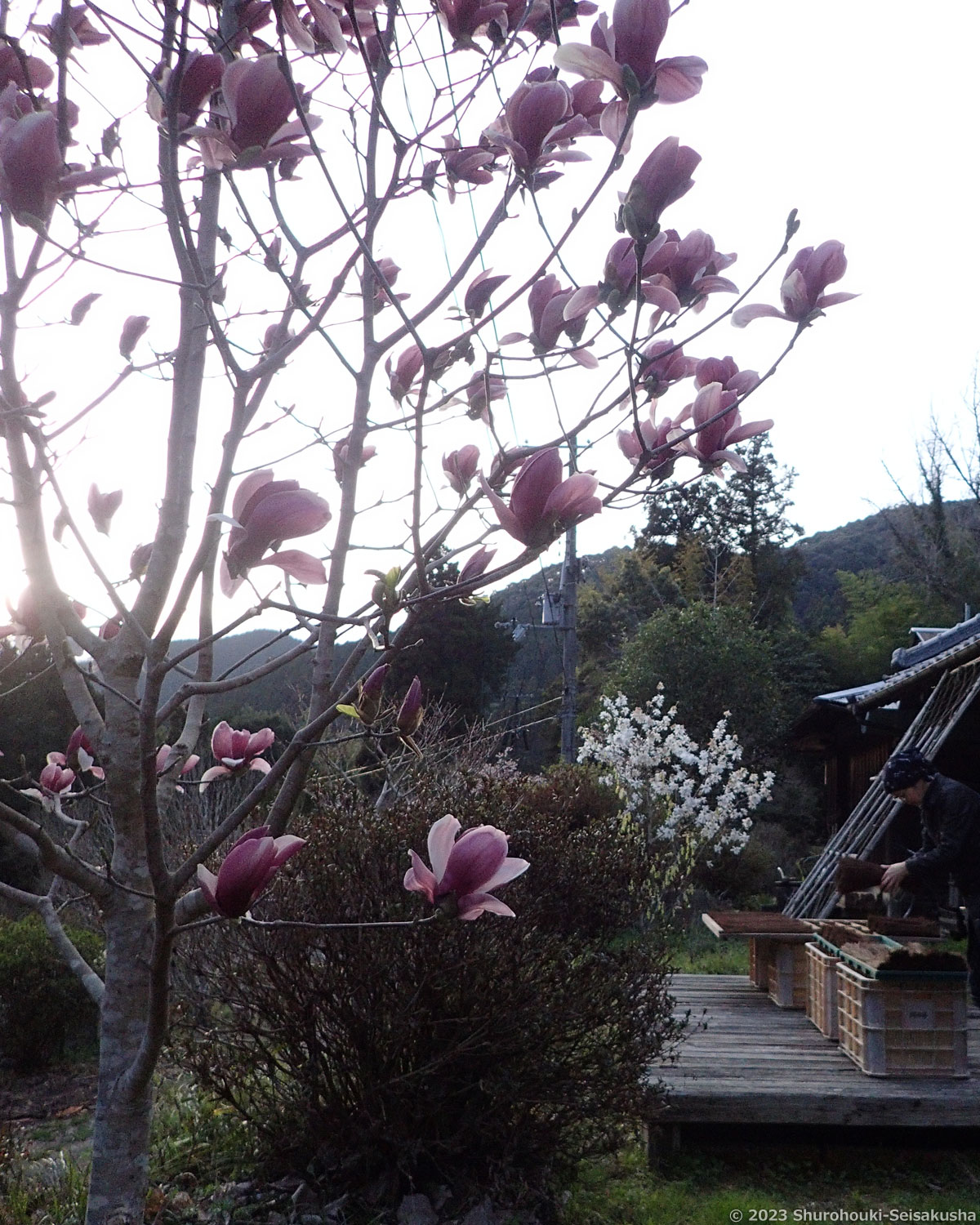 棕櫚箒-春の花と毛ごしらえ 棕櫚箒-春の花と毛ごしらえ