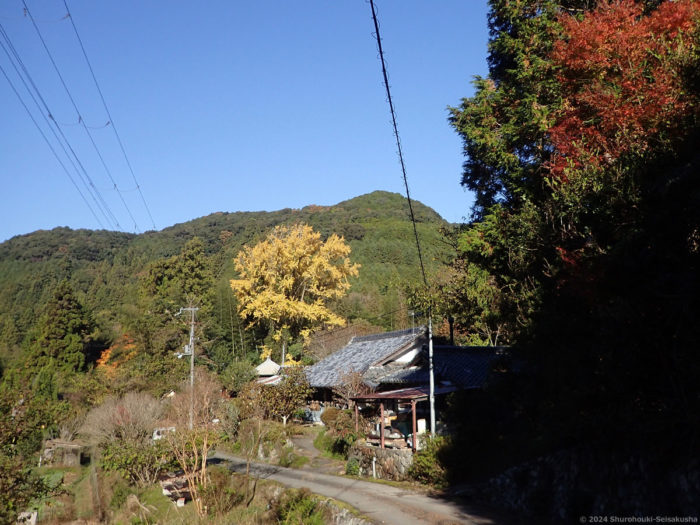 製作風景-棕櫚箒工房と近くの銀杏の木