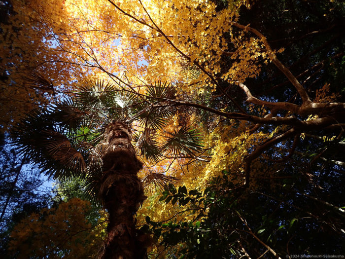 製作風景-箒工房の近くの棕櫚と紅葉の木