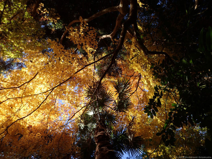 製作風景-箒工房の近くの棕櫚と紅葉の木