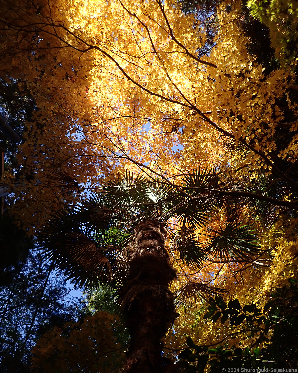 棕櫚箒工房周辺の紅葉と棕櫚の木