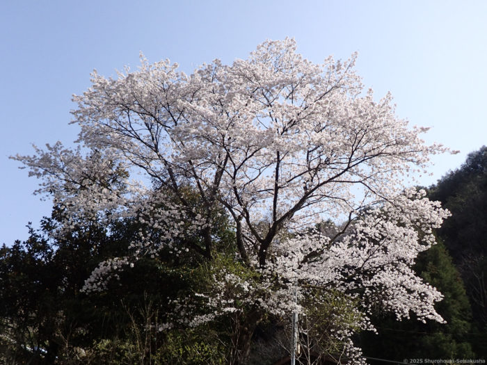 棕櫚箒工房近くの桜の木
